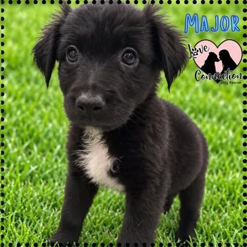 Major