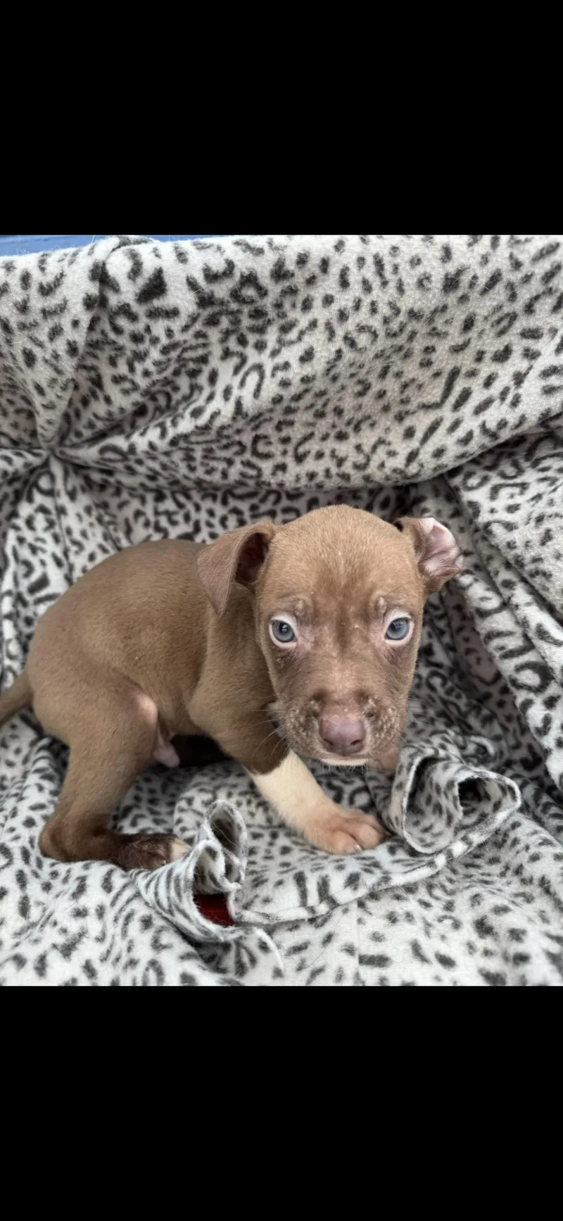 A baby medium-sized male Brown / Chocolate American Staffordshire Terrier dog named Shredder for adoption in Chuckey, TN