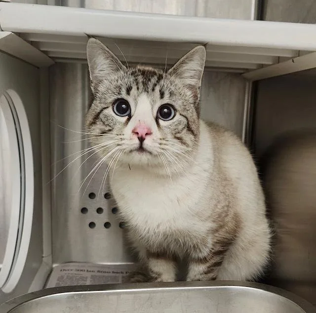 An adult medium-sized male Siamese cat named Windy for adoption in Bowie, MD