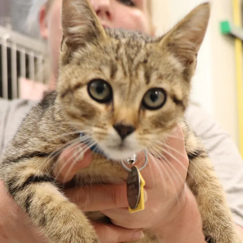 A baby small-sized male Domestic Short Hair cat named Mufasa for adoption in Port Washington, NY