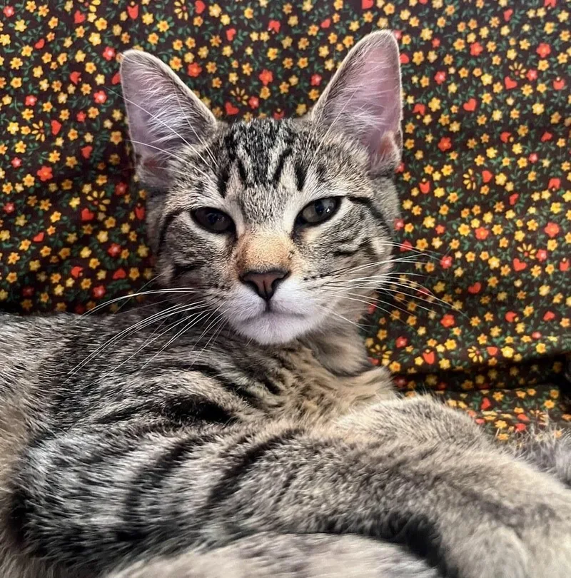 Pumpkin Spice Latte A.