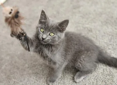 A baby medium-sized female Gray / Blue / Silver Domestic Short Hair cat named Gri Gri and Brillo for adoption in Seattle, WA