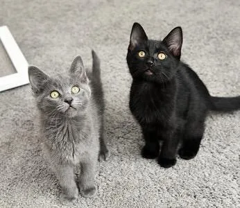 Gri Gri and Brillo thumbnail 5