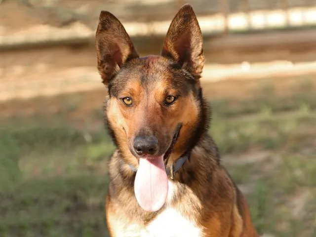 A young medium-sized female German Shepherd Dog dog named Dani for adoption in Ojai, CA
