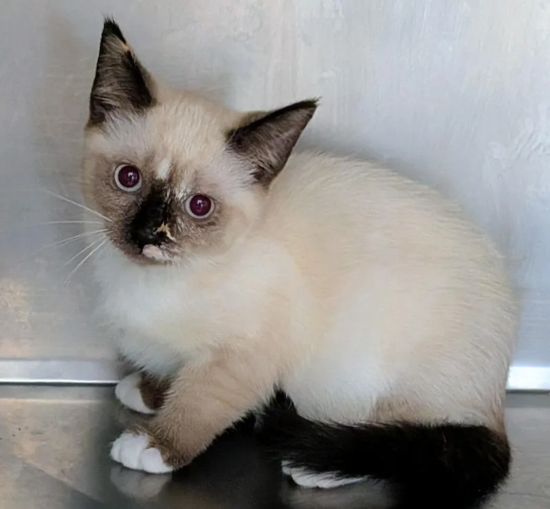 A baby small-sized female Siamese cat named Suki for adoption in St. Augustine, FL