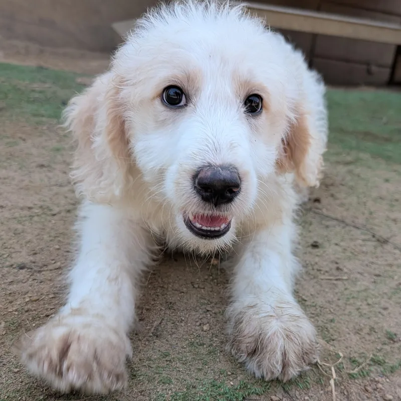 A baby large-sized female White / Cream Goldendoodle dog named Sugar for adoption in Tishomingo, OK