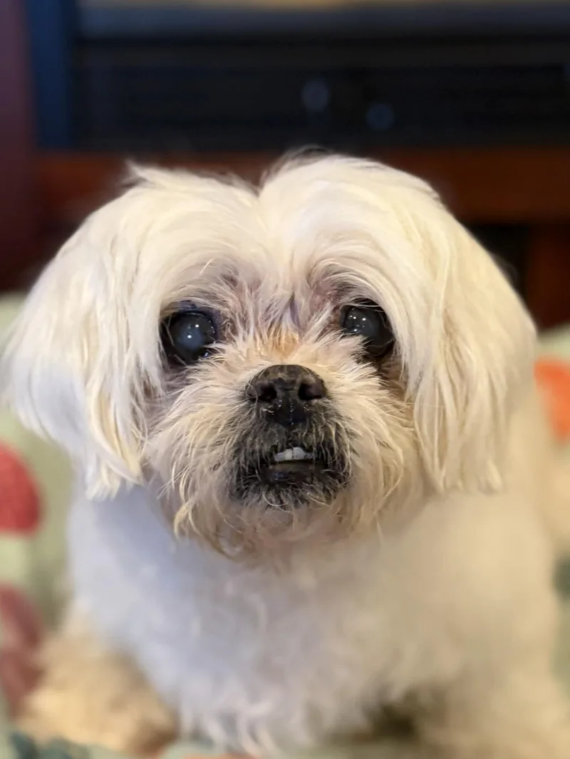 A senior small-sized female White / Cream Maltese dog named Princess for adoption in Port Clinton, OH