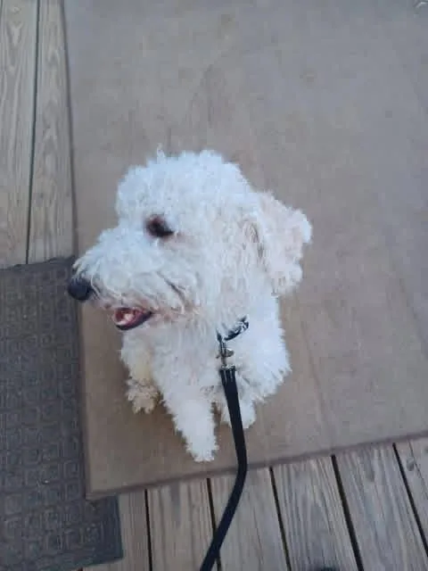 A young medium-sized male Mixed Breed dog named Geo for adoption in Martinsburg, WV