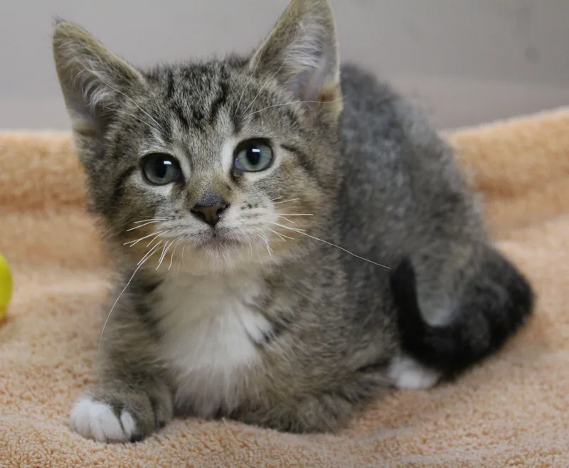 A baby medium-sized male Domestic Short Hair cat named Chagall for adoption in Portage, WI