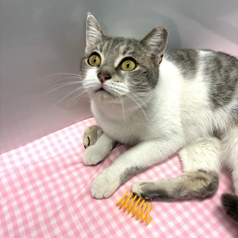 Gracie Mae thumbnail 2