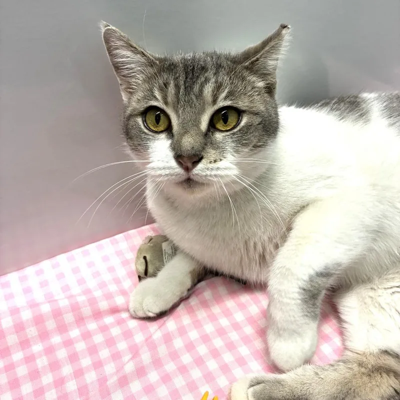 Gracie Mae thumbnail 4