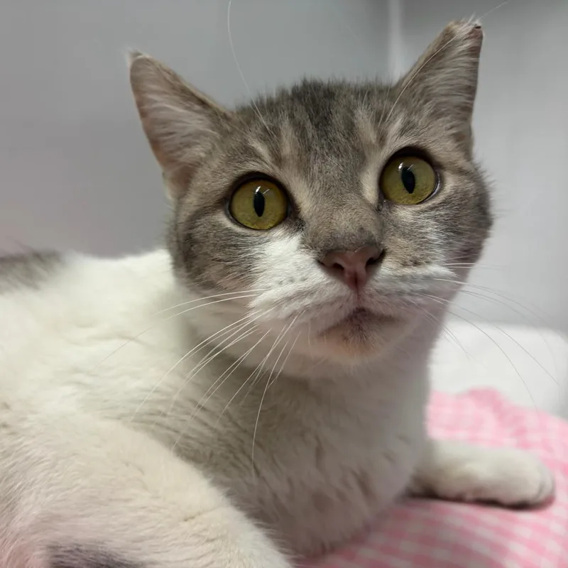 Gracie Mae thumbnail 6