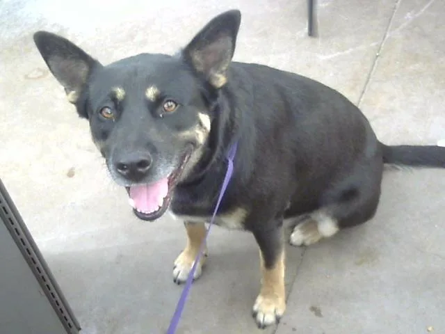 An adult large-sized male Mixed Breed dog named Luka for adoption in Dallas, TX