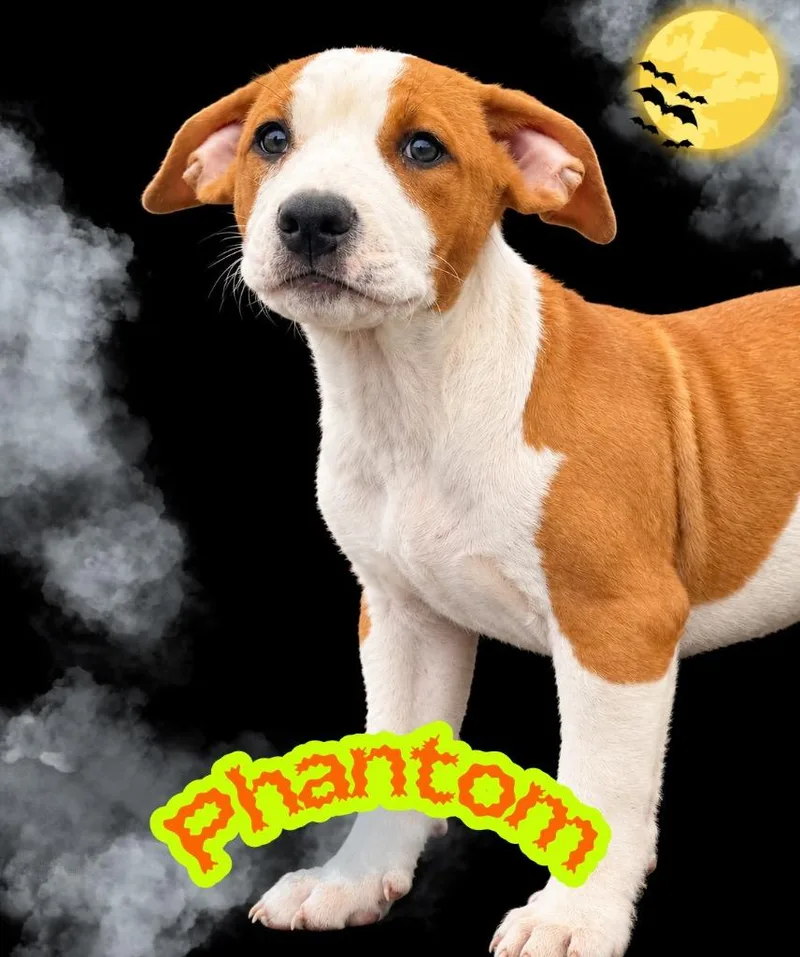 A baby large-sized male Pit Bull Terrier dog named Phantom for adoption in Claremore, OK