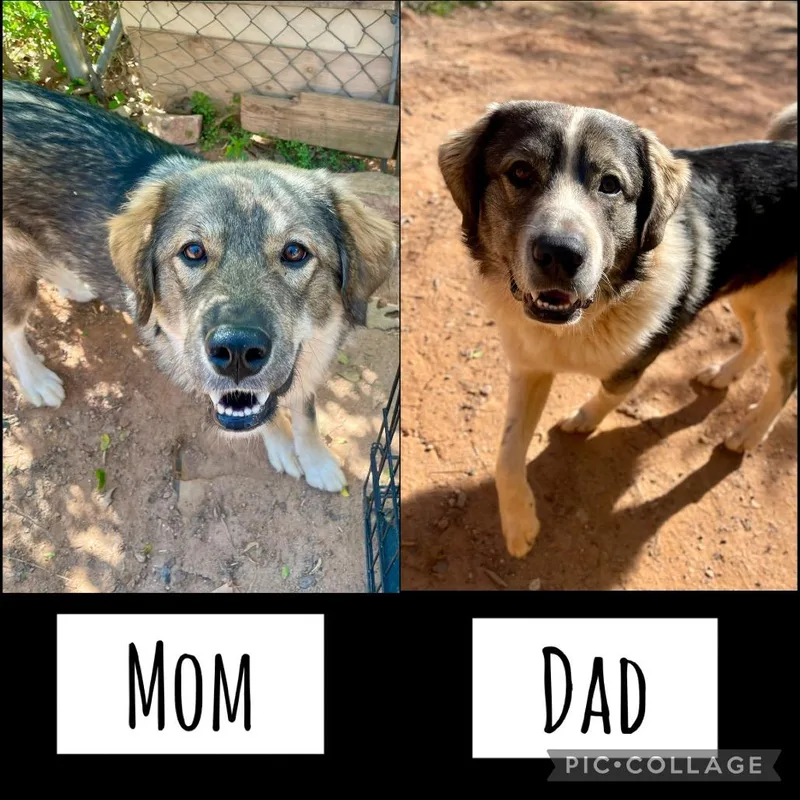 Frodo Baggins thumbnail 2