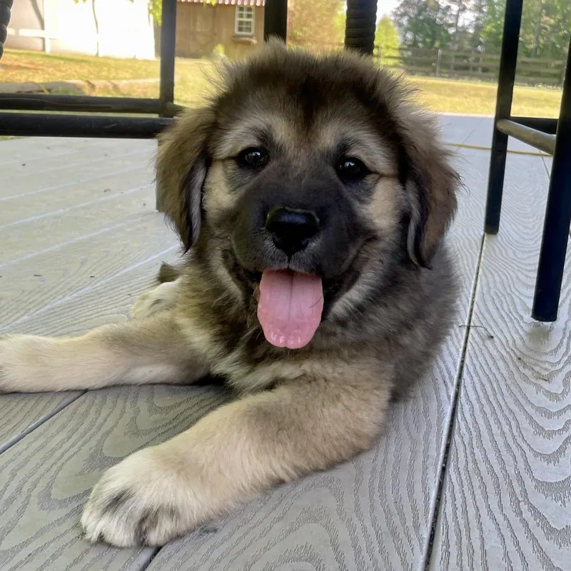 Frodo Baggins thumbnail 3