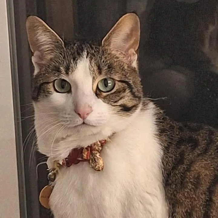 An adult small-sized female White Domestic Short Hair cat named Ume for adoption in Ferndale, WA