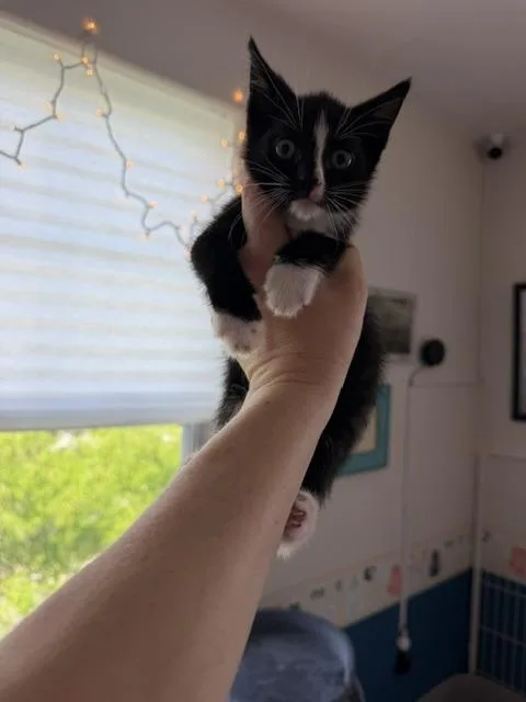 A baby medium-sized male Black & White / Tuxedo Domestic Short Hair cat named Pocket for adoption in Arverne, NY