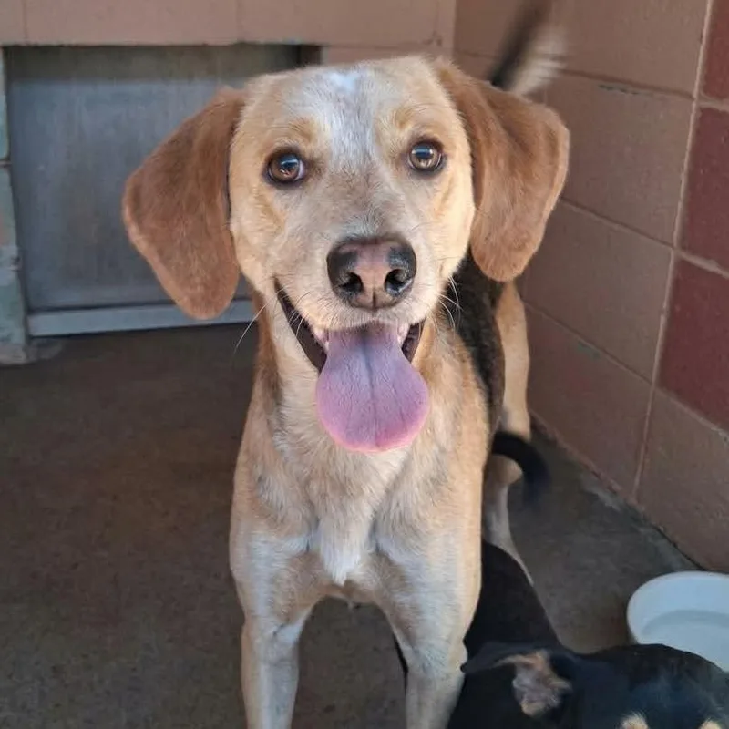 An adult medium-sized male Hound dog named Hank for adoption in Grand Bay, AL