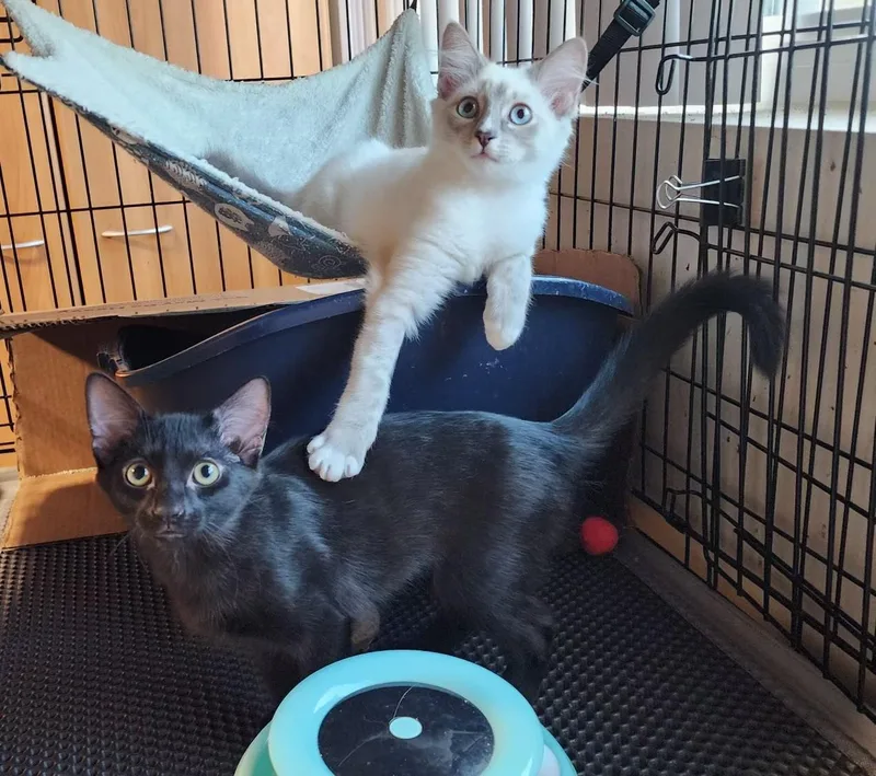 A baby small-sized female Black Domestic Short Hair cat named Coal for adoption in Van Nuys, CA