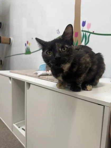 An adult medium-sized female Domestic Short Hair cat named Marmalade for adoption in Lafayette, IN