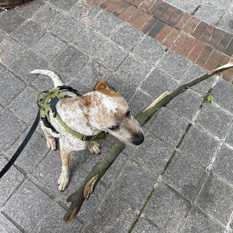 An adult medium-sized male Pit Bull Terrier dog named Stan for adoption in Winston-Salem, NC