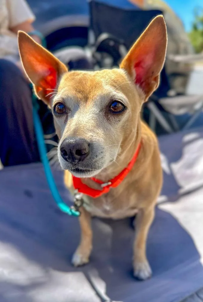 An adult small-sized female White / Cream Chihuahua dog named Poppy for adoption in Jamul, CA