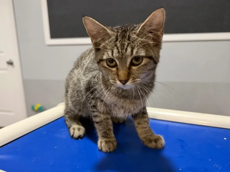 A baby small-sized female Tabby cat named Oatmeal for adoption in Powell, OH