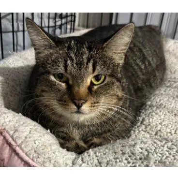 Chapstick Kershaw thumbnail 2