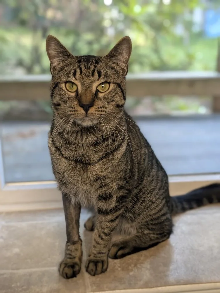 An adult medium-sized male Tabby (Brown / Chocolate) Domestic Short Hair cat named Harvard for adoption in Duxbury, MA
