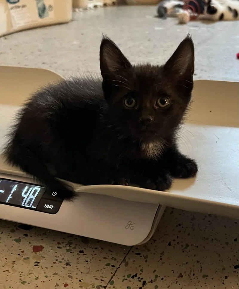 A baby medium-sized male Domestic Short Hair cat named Jackson Gray for adoption in Trenton, NJ
