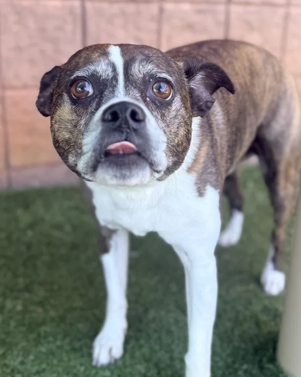 An adult small-sized male Jack Russell Terrier dog named Jack for adoption in Canton, GA