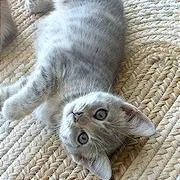 A baby small-sized female Gray / Blue / Silver Domestic Short Hair cat named Bageled for adoption in Pleasant Hill, CA