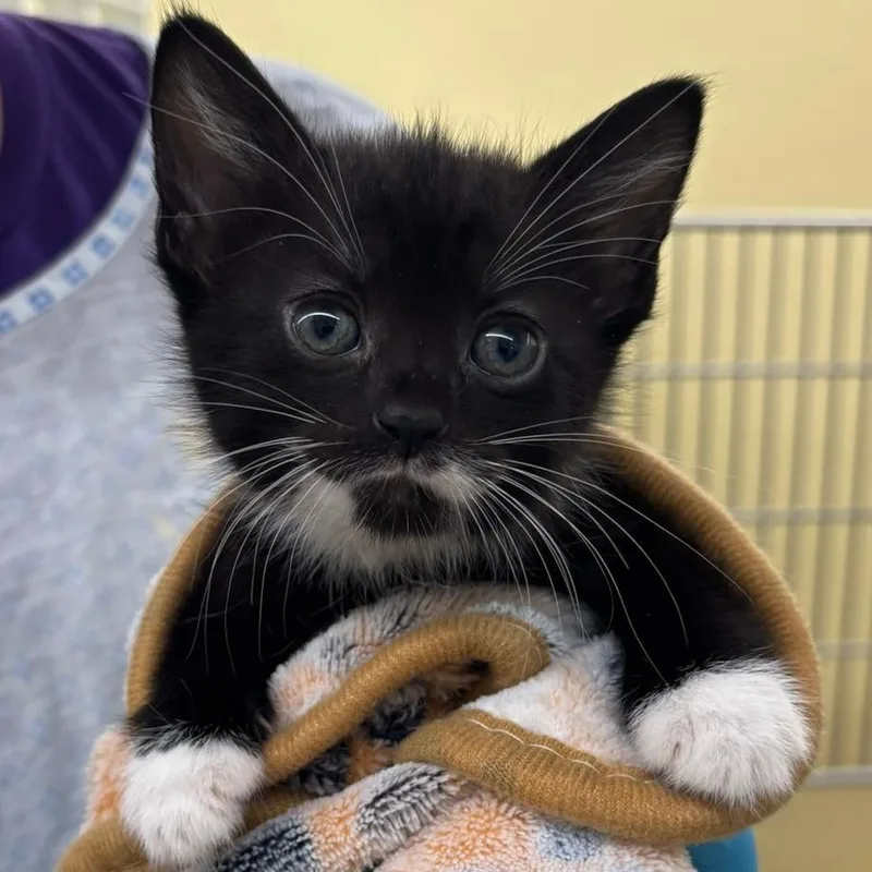 A baby small-sized female Black Domestic Short Hair cat named Laurel for adoption in West Palm Beach, FL
