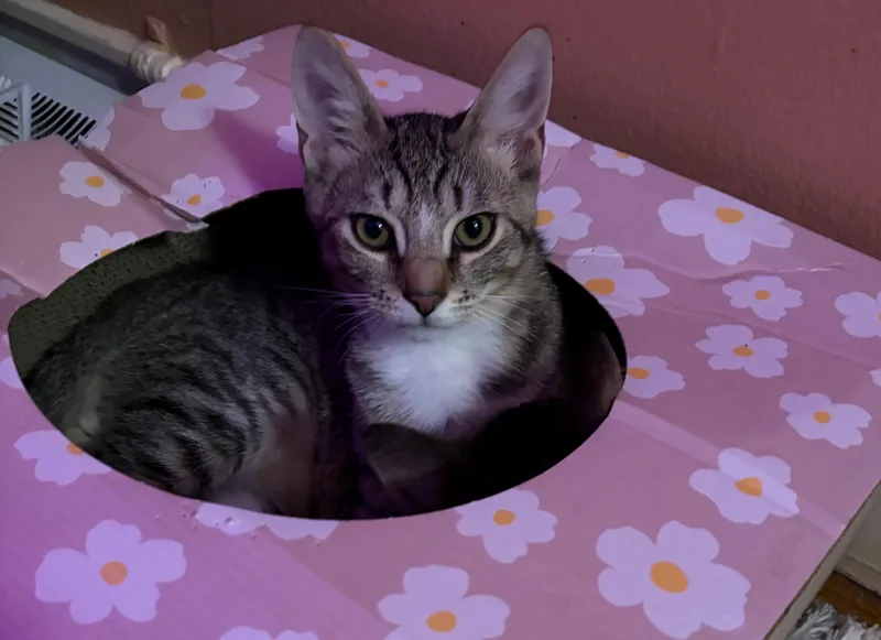 A baby medium-sized male Tabby (Brown / Chocolate) Domestic Short Hair cat named Enzo for adoption in Lemoyne, PA