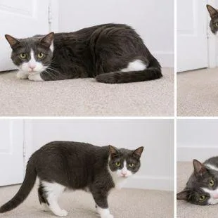 A senior extra large-sized male Gray / Blue / Silver Domestic Short Hair cat named Mitchell for adoption in Binghamton, NY