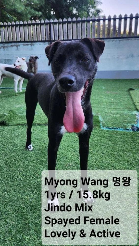 A baby medium-sized female Jindo dog named Myong Wang for adoption in Long Island City, NY