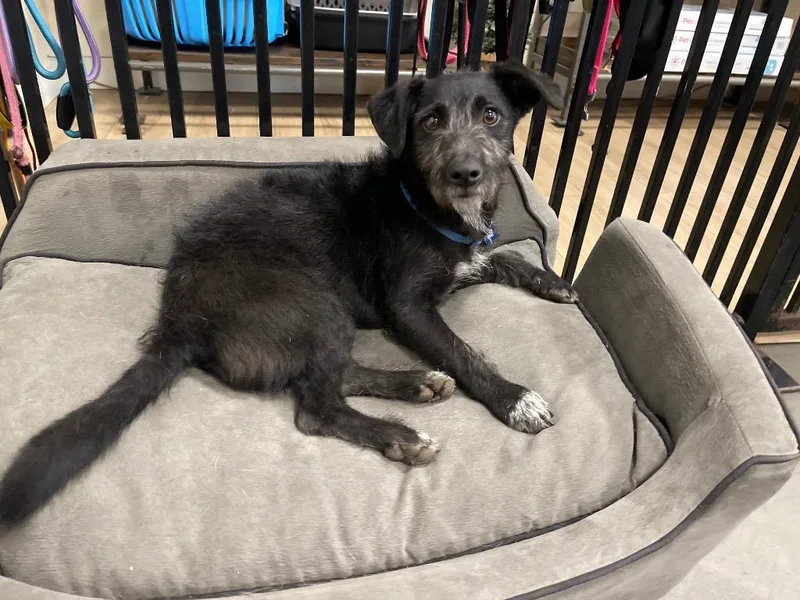 A baby small-sized female Mixed Breed dog named Raychel for adoption in Thousand Oaks, CA