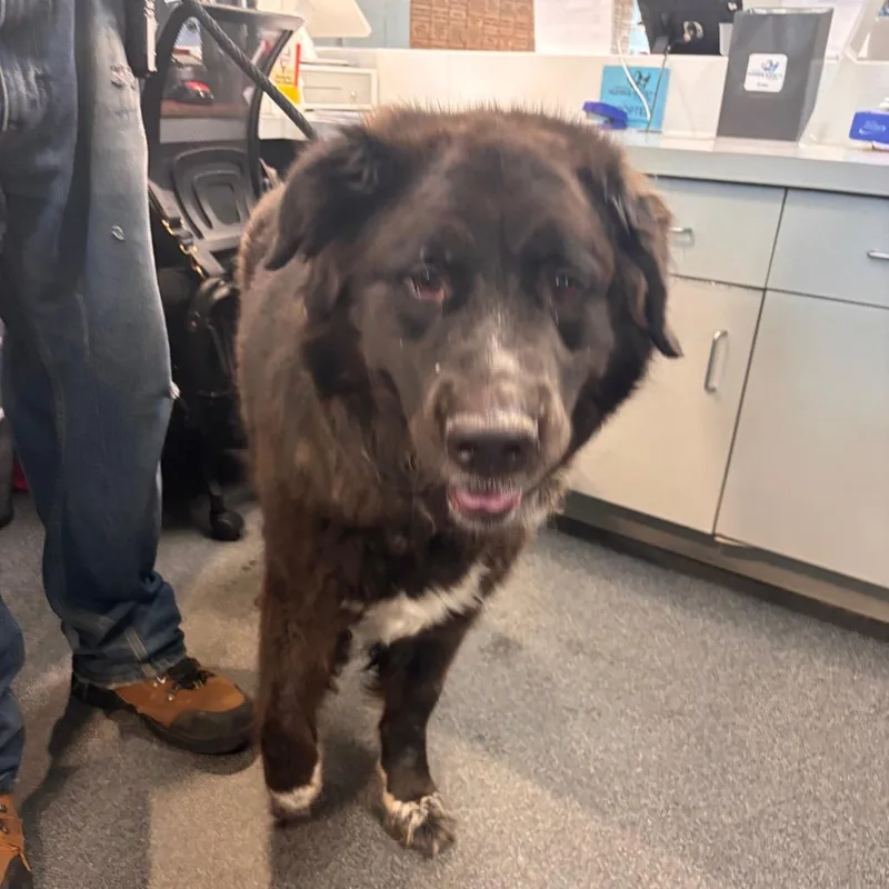 A senior large-sized male Black Newfoundland Dog dog named Mason for adoption in Allentown, PA
