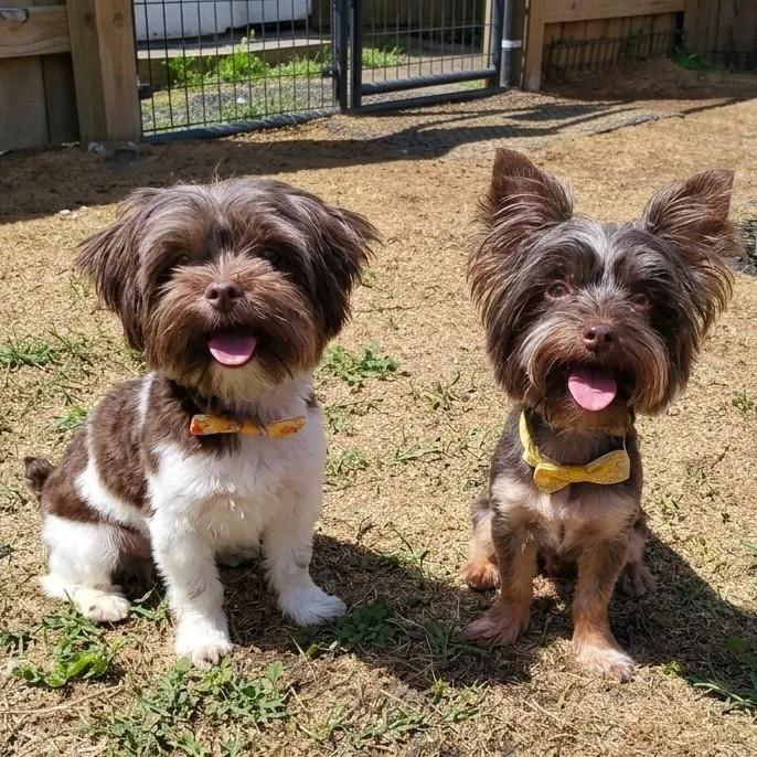An adult small-sized female Bicolor Yorkshire Terrier dog named Jade & Jovie for adoption in Salisbury, MD