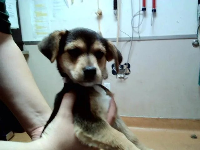 A baby small-sized female Terrier dog named Lilac for adoption in Martinez, CA