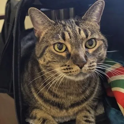 An adult large-sized female Domestic Short Hair cat named Shirley Girl for adoption in Worcester, MA