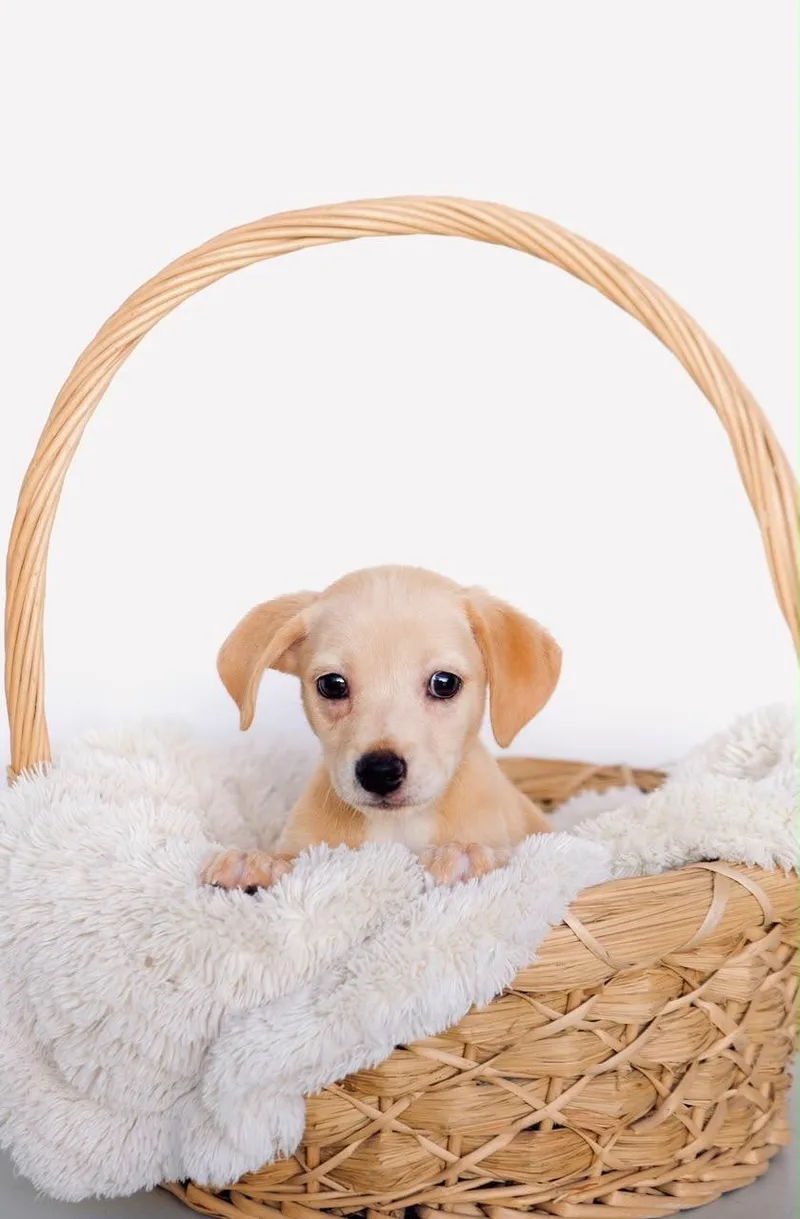 A baby small-sized female Dachshund dog named Sonoma for adoption in San Diego, CA