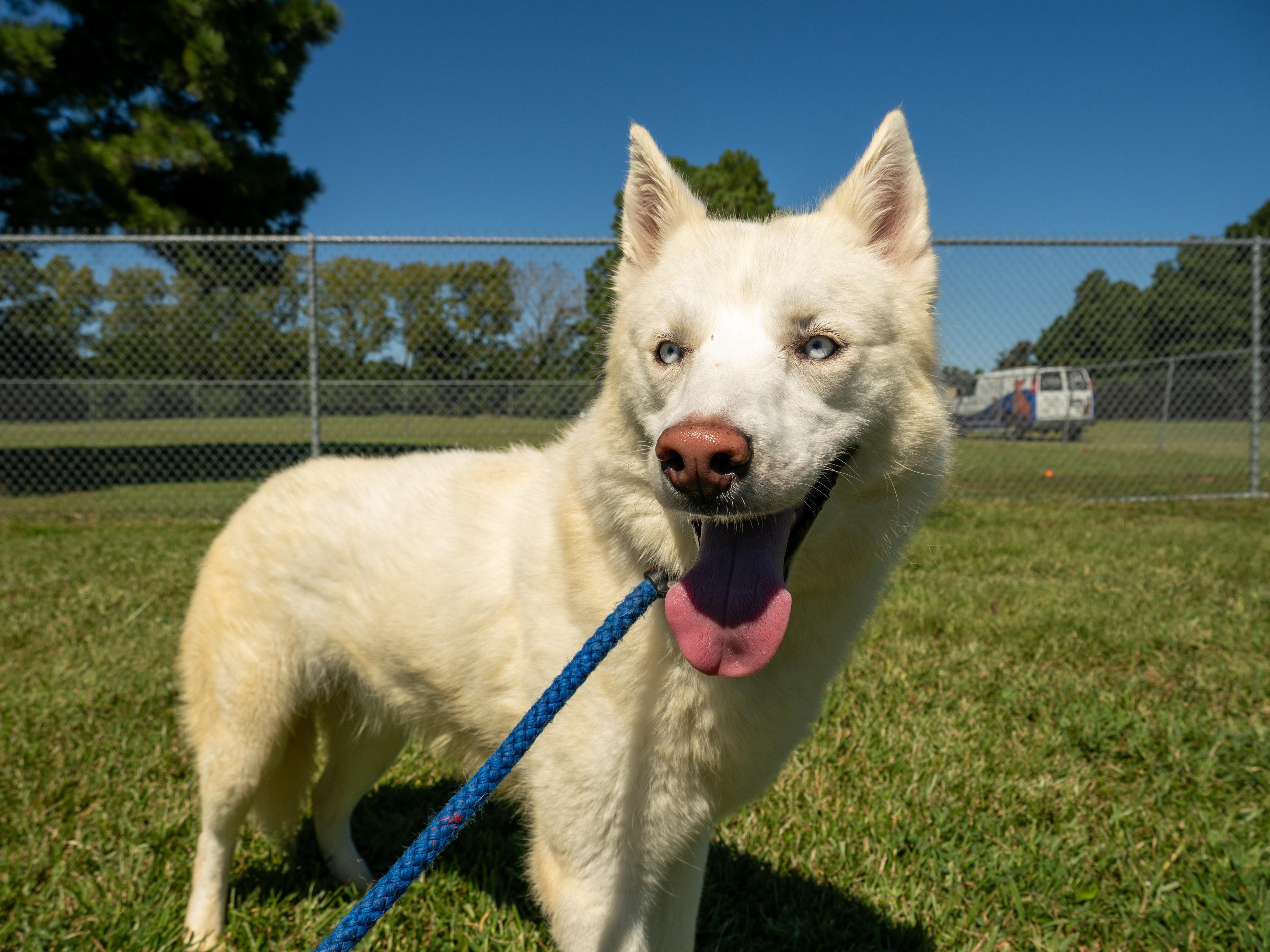 An adult medium-sized male White / Cream Mixed Breed dog named Knox for adoption in Myrtle Beach, SC