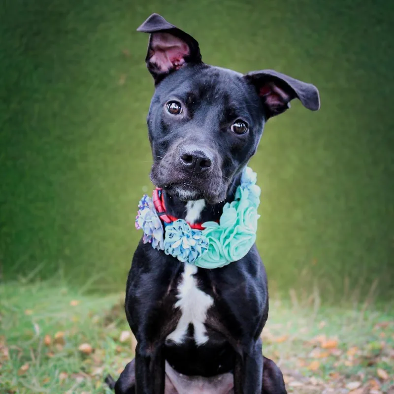 A young medium-sized female Black Mixed Breed dog named Bitty for adoption in Lake Jackson, TX