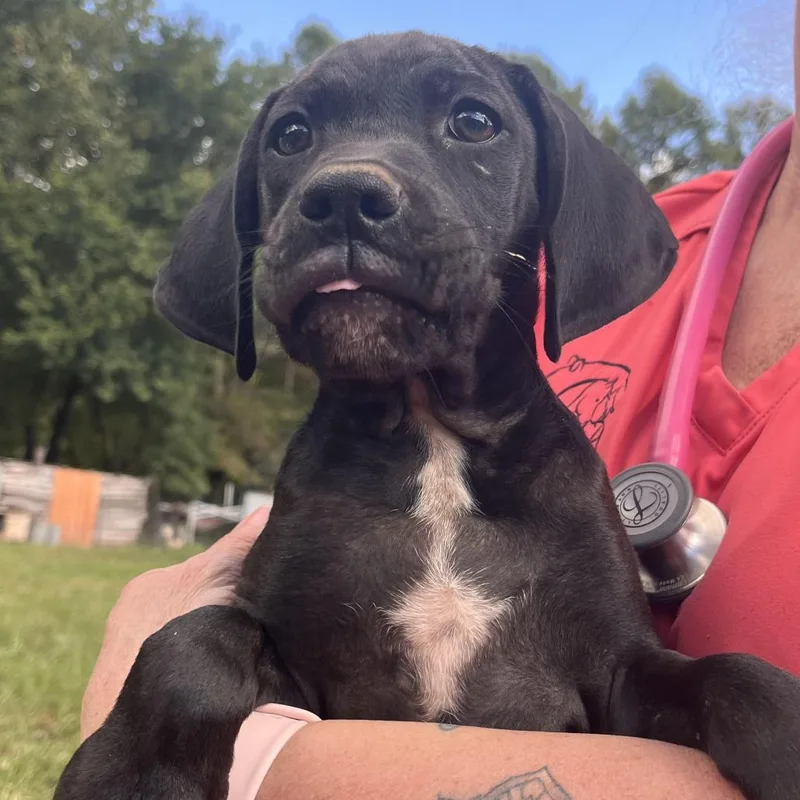 A baby medium-sized male Black Plott Hound dog named Pokemon Pup for adoption in Hayesville, NC