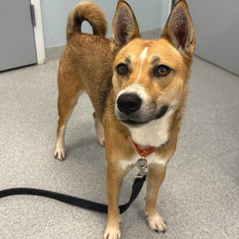 An adult medium-sized female Brown / Chocolate Basenji dog named Dolly for adoption in Wheeling, IL