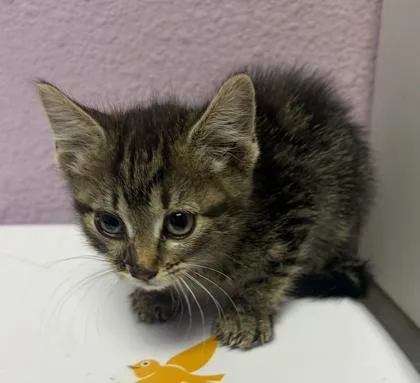 A baby small-sized female Brown / Chocolate Domestic Short Hair cat named 61055517 for adoption in El Paso, TX