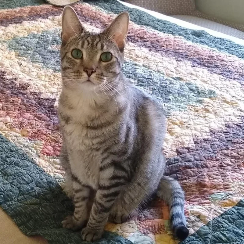 An adult small-sized male Brown / Chocolate Domestic Short Hair cat named Toast for adoption in Las Vegas, NV