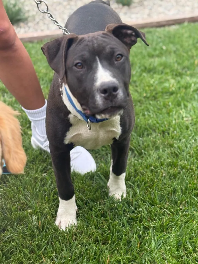 A baby medium-sized male American Staffordshire Terrier dog named Hobart for adoption in San Diego, CA